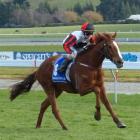 Additup and Courtney Barnes, seen here in winning action at Oamaru last month, combine once again...