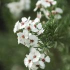 African rosemary, 'Eriocephalus africanus'. Photo by Peter McIntosh.