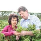 Afsaneh and Tony Howey check the progress of the blackcurrant crop at their Pleasant Point...