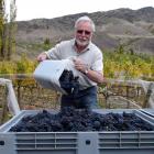 Alan Brady planted some of the Wakatipu region's first grape vines in the Gibbston Valley in 1981...