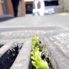 Albion Way grate fern. Photo by Gregor Richardson.