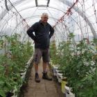 Alexandra Community Garden garden manager Brian Seymour with some of the tomatoes that will feed...