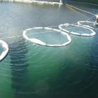 Some of the "lake tubes" which have been installed in Lake Hayes to help understand phosphate...