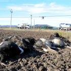 Alistair Kerr's electrocuted dairy cows lie beneath a low-hanging, 33kV transmission line. Photo...