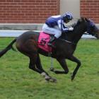 All About Alf, who is attempting his fourth win on end tomorrow at Riccarton. Photo by Tayler...