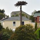 Alvar Del Castillo works his way into the crown of a dead monkey puzzle tree in Roslyn. Photo by...