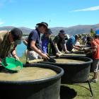 Amateur gold panners try their luck at the 17th annual New Zealand Gold Panning Championships,...