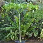 Amorphophallus titanum. Photo by Peter McIntosh.