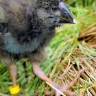 An 8-week-old takahe chick at the Department of Conservation Burwood facility, near Te Anau....