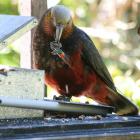 An adult male kaka at an Orokonui feeding station. Photo by Neville Peat.