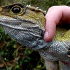 An adult tuatara ready for release. Photo by Scott Jarvie.