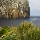 An Antipodes Island parakeet, endemic to the Sub Antarctic Islands, will benefit from a mouse...
