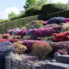 An eye-catching wave of colour in the Dunedin garden of Gordon and Marion Michie.