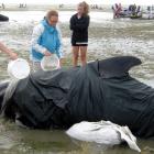 Andrea Crawford (centre) pours water on a pilot whale at Farewell Spit.