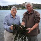 Andrew Burton and John Wilson hold handfuls of lagarosiphon scooped up from next to the boat...
