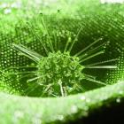 Another Green World, by Elizabeth Thomson. Photo supplied.
