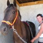 Anthony Gorman, of Winton, prepares for race  8 with 4-year-old gelding Curragh Abbey. Photo by...