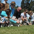 Anticipation builds before the Jack Russell terrier race begins. Photo by Gregor Richardson.