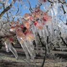 Apricot blossom is covered in ice on an Earnscleugh Rd orchard yesterday after a night of frost...