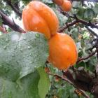 Apricots, as well as cherries, could be damaged by the persistent rain. Photo by Sarah Marquet.