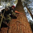 Arborist Drew Bristow, of Auckland, climbs New Zealand's tallest tree, an 80m eucalyptus in the...