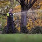 Arborist Jelte Buddingh feeds a compost tea of micro-organisms to a tree in the Dunedin Botanic...