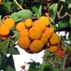 Arbutus canariensis. Photo by Gregor Richardson.