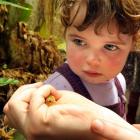 Arnica Gazzard (3), of Dunedin, looks at one of four quail which hatched at Otago Museum's...