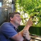 Associate Prof Peter Dearden, director of Genetics Otago, examines aphid-covered plants in an...
