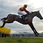 Atomic Road clears a fence during the restricted open steeplechase at Wingatui yesterday. Power...