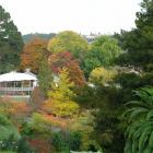 Autumn shows many trees at their colourful best in the Dunedin Botanical Gardens. Photos by...