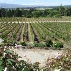 Co-operative remedies are needed in  New Zealand's wine industry. Photo from ODT Files.
