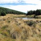Avondale Forest, in Southland, slowly matures. Forestry is picked to be a gainer when gross...