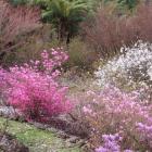 Azaleas, magnolias and maples light up a hillside at Emu Valley, in north Tasmania. Photos by...