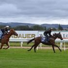 Babilloni makes an immediate impression with a jumpout win over Swiss Alps at Wingatui yesterday....