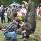 Balclutha man Caleb Leonard works on the winning boar, weighing in at 82kg. Behind Mr Leonard are...
