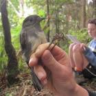 Banding an adult female with field assistant Rebecca McMullin recording in the background.