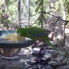 Banner, the male Antipodes Island parakeet, settles into his new enclosure at the Kiwi Birdlife...