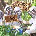 Beekeeper Murray Rixon (right), of Mosgiel, shows St Peter Chanel School pupils (from left) Ellen...