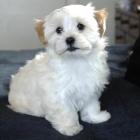 Bella, a Lhasa apso/shih tzu cross owned by Liz Young, of Dunedin. Photo by Linda Robertson.