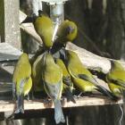 Bellbirds flock to the sugar-water dispenser. Photos supplied.