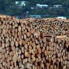 Belt tightening is ahead for the forestry sector after prices fell 25% in recent months. Photo by...