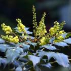 Berberis bealei can been seen in the Rhododendron Dell at  Dunedin Botanic Garden.  Photo by...