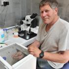 Betta Bees project manager Frans Laas catches drone bees and collects sperm from them  for the...