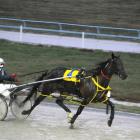 Better To Be Bad, who is looking to extend her fine record on Friday night at Forbury Park. Photo...