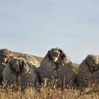 Big Ben (right) and the other three merino wethers captured after years of muster evasion on...