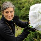 Biocontrol contractor Jesse Bythell releases Chilean weevils on to a Darwin’s barberry plant near...