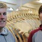 Blake Hornblow (left) and Zachary Penman view the fin whale skeleton at Otago Museum after...