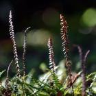 Blechnum penna-marina. Photo by Peter McIntosh.