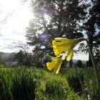 Blue skies, mild weather and daffodils appearing at Dunedin Botanic Garden. Photo by Gerard O'Brien.